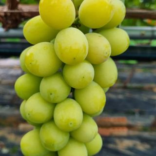 솔숲농원님의 O학년 △반 이세요? · 참여글 작성글 사진