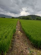 팜모닝 벼·영농일지 게시글 이미지