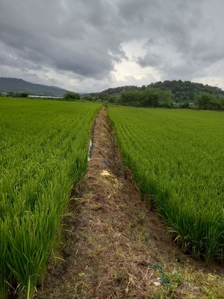 팜모닝회원 김광수님의 벼 · 영농일지 작성글 사진
