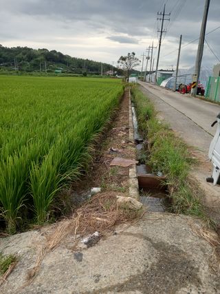 팜모닝회원 김광수님의 벼 · 영농일지 작성글 사진