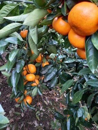 부금리(금강농원)님의 O학년 △반 이세요? · 참여글 작성글 사진