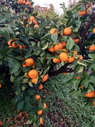 부금리(금강농원)님의 O학년 △반 이세요? · 참여글 작성글 사진