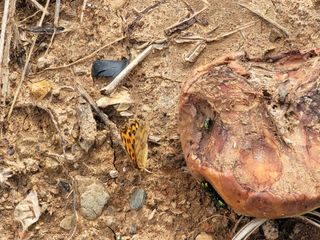 장효기님의 사과 · 병해충상담 작성글 사진