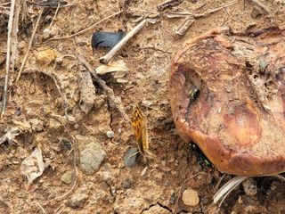 장효기님의 사과 · 병해충상담 작성글 사진