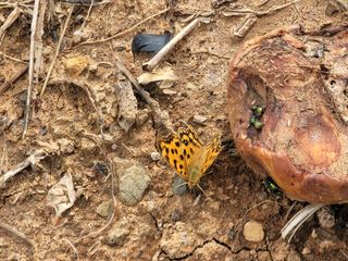 장효기님의 사과 · 병해충상담 작성글 사진