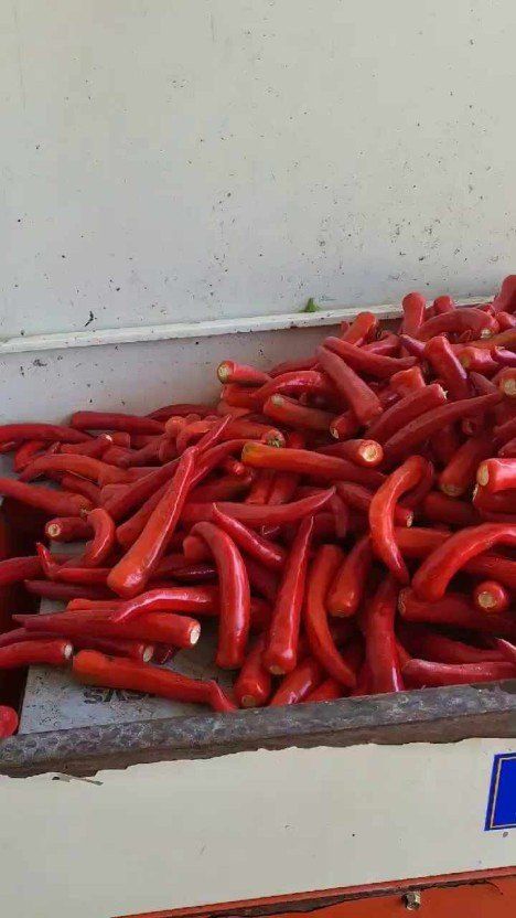 장터 상품 [햇건고추판매500g] 썸네일