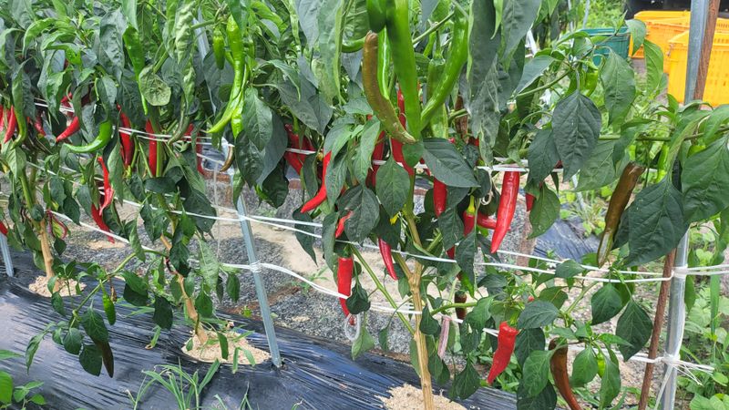 박현주님의 장터 판매 상품 [햇건고추판매500g] 첨부 사진