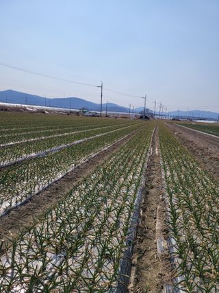 박금주님의 O학년 △반 이세요? · 참여글 작성글 사진