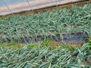 박금주님의 O학년 △반 이세요? · 참여글 작성글 사진