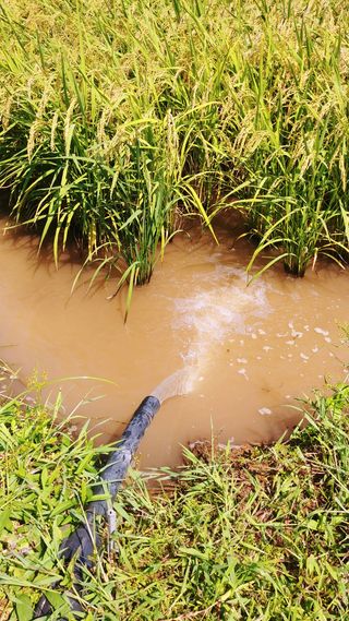 이복길님의 벼 · 영농일지 작성글 사진