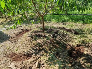 고봉농원 김경수님의 복숭아 · 자유게시판 작성글 사진