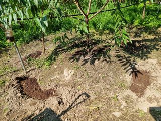 고봉농원 김경수님의 복숭아 · 자유게시판 작성글 사진