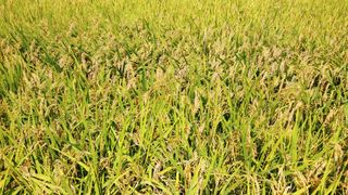 이복길님의 벼 · 자유게시판 작성글 사진