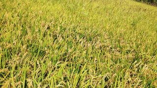 이복길님의 벼 · 자유게시판 작성글 사진