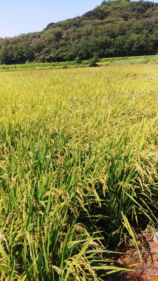 이복길님의 벼 · 자유게시판 작성글 사진