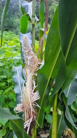 팜모닝 옥수수·자유게시판 게시글 이미지