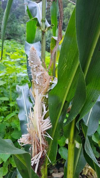 옥수수8207님의 옥수수 · 자유게시판 작성글 사진