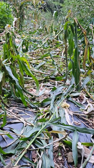 옥수수8207님의 옥수수 · 자유게시판 작성글 사진