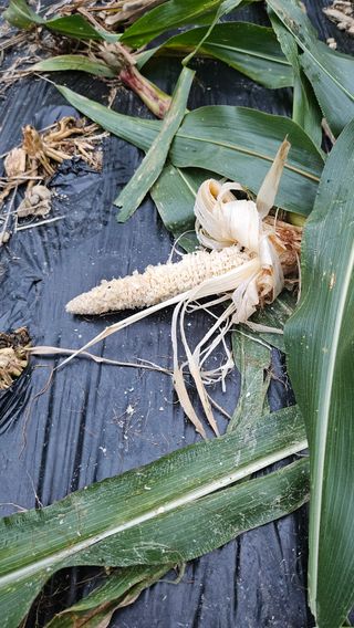 옥수수8207님의 옥수수 · 자유게시판 작성글 사진