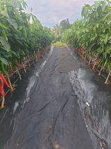 팜모닝 오이·자유게시판 게시글 이미지