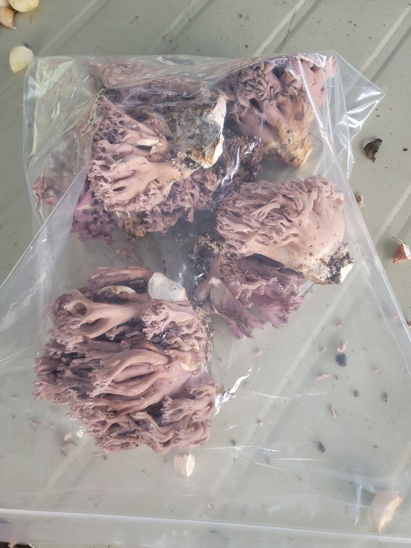 장터 상품 [자연산보라싸리버섯1kg] 썸네일