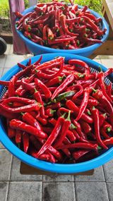 팜모닝 O학년 △반 이세요?·참여글 게시글 이미지