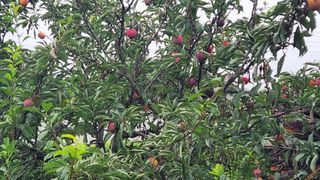 외동농장님의 O학년 △반 이세요? · 참여글 작성글 사진