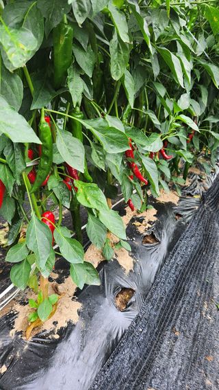 외동농장님의 O학년 △반 이세요? · 참여글 작성글 사진