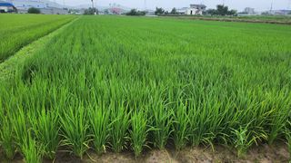 외동농장님의 O학년 △반 이세요? · 참여글 작성글 사진