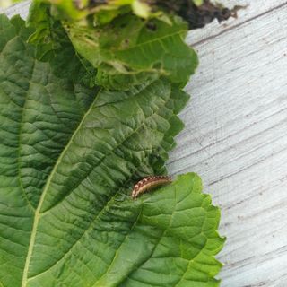 전명우님의 들깨 · 병해충상담 작성글 사진