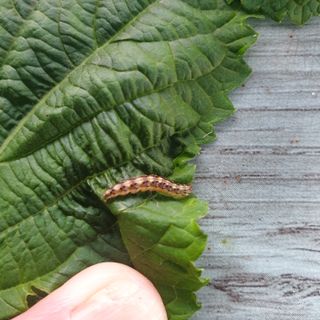 전명우님의 들깨 · 병해충상담 작성글 사진