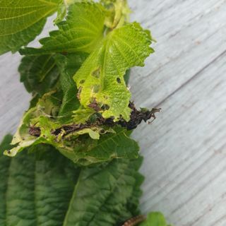 전명우님의 들깨 · 병해충상담 작성글 사진