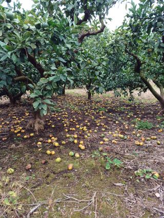 김종규님의 귤 · 자연재해•동물피해 작성글 사진