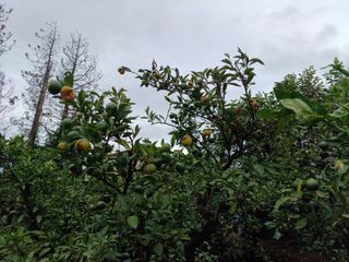 김종규님의 귤 · 자연재해•동물피해 작성글 사진