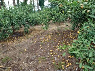 김종규님의 귤 · 자연재해•동물피해 작성글 사진