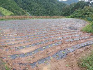 박흥구님의 배추 · 파종•정식 작성글 사진