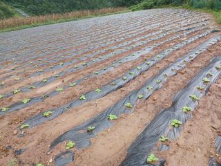 박흥구님의 배추 · 파종•정식 작성글 사진