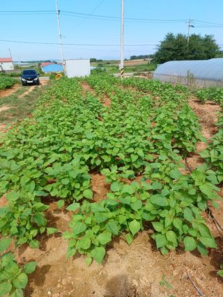 결단이님의 들깨 · 영농일지 작성글 사진