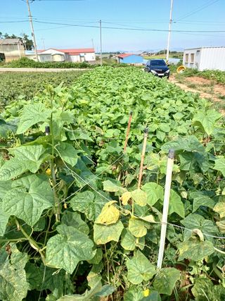 결단이님의 들깨 · 영농일지 작성글 사진