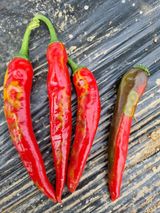 팜모닝 고추·병해충상담 게시글 이미지