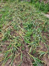 팜모닝 O학년 △반 이세요?·참여글 게시글 이미지