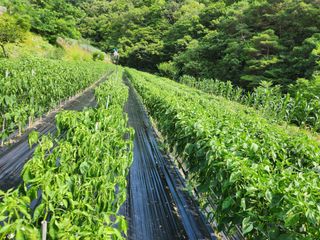 kis님의 O학년 △반 이세요? · 참여글 작성글 사진