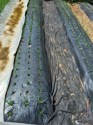 땅땅님의 파 · 자유게시판 작성글 사진