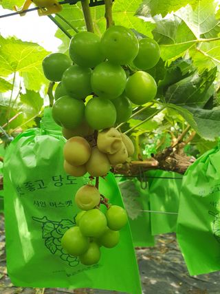 송강백님의 파 · 자유게시판 작성글 사진