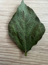 팜모닝 콩·병해충상담 게시글 이미지