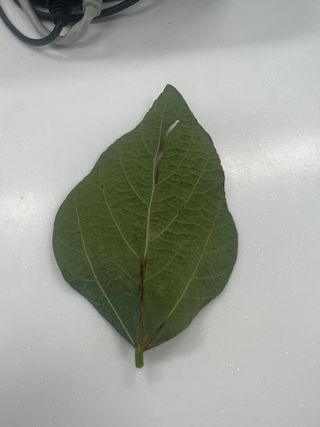 김정수님의 콩 · 병해충상담 작성글 사진