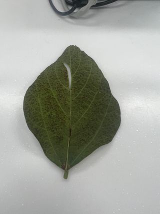 김정수님의 콩 · 병해충상담 작성글 사진