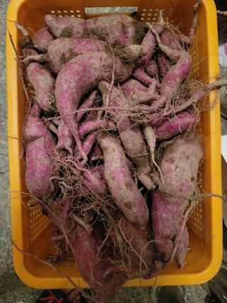꽁지머리님의 고구마 · 영농일지 작성글 사진