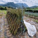 팜모닝 참깨·자유게시판 게시글 이미지