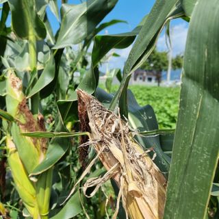 이종권님의 참깨 · 자유게시판 작성글 사진